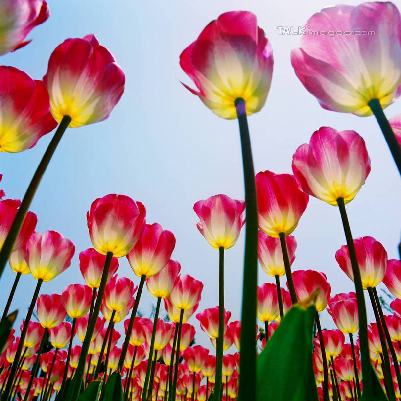 无人,方图,室外,白天,仰视,爱情,旅游,度假,花海,花圃,美景,植物,郁金香,叶子,上海,中国,亚洲,阴影,盛开,光线,影子,景观,祝福,花蕾,娱乐,浦东,花,花瓣,花朵,花卉,鲜花,粉色,红色,蓝色,绿色,蓝天,天空,阳光,自然,花丛,花束,花田,天,花苞,花蕊,享受,休闲,景色,放松,晴朗,申,表白,自然风光,荣誉,浦东新区,东亚,上海市,上海鲜花港,龙阳路,万里无云,中华人民共和国,沪,华东地区,永恒,晴空,晴空万里,郁香,洋荷花,草麝香,彩图,低角度拍摄,shzxz1