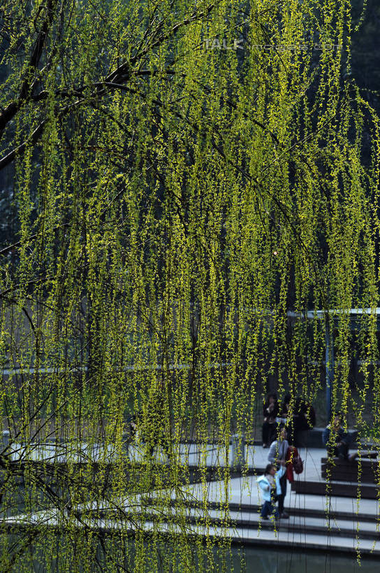 无人,竖图,室外,白天,正面,旅游,度假,美景,植物,柳树,上海,中国,亚洲,景观,娱乐,垂柳,树,树木,绿色,自然,享受,休闲,景色,放松,徐家汇,生长,成长,申,自然风光,东亚,徐汇区,徐家汇公园,上海市,中华人民共和国,沪,华东地区,倒挂柳,垂枝柳,彩图,shzxz1