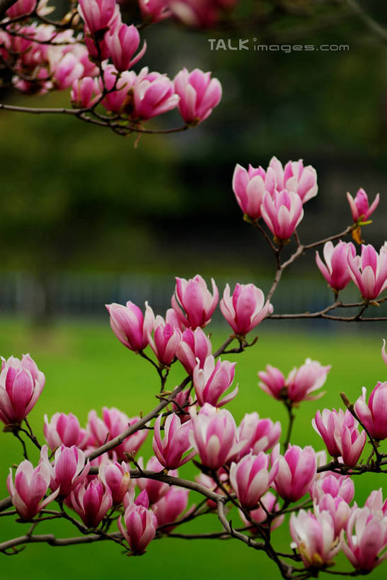 无人,竖图,室外,特写,白天,正面,草地,草坪,美景,植物,阴影,朦胧,模糊,盛开,光线,影子,景观,枝条,花蕾,草,花,花瓣,花朵,鲜花,树,树木,树枝,粉色,绿色,紫色,白色,阳光,自然,花苞,花蕊,景色,生长,成长,自然风光,紫玉兰,辛夷,木笔,木兰花,虬枝,枝杈,木兰,彩图,红玉兰,木笔花,望春,shzxz1