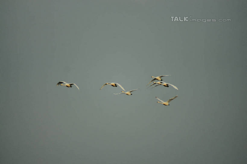 无人,横图,室外,白天,仰视,旅游,度假,美景,鸟,野生动物,天鹅,中国,亚洲,许多,飞翔,伸展,张开,展翅,阴影,飞行,光线,翅膀,鸟类,影子,景观,翱翔,娱乐,飞,山东,蓝色,蓝天,天空,阳光,自然,动物,天,享受,休闲,景色,放松,可爱,晴朗,五只,自然风光,东亚,张开翅膀,山东省,威海,万里无云,中华人民共和国,华东地区,鲁,威海市,展开翅膀,晴空,晴空万里,鹄,彩图,低角度拍摄,全身,荣成,荣成市,shzyn1