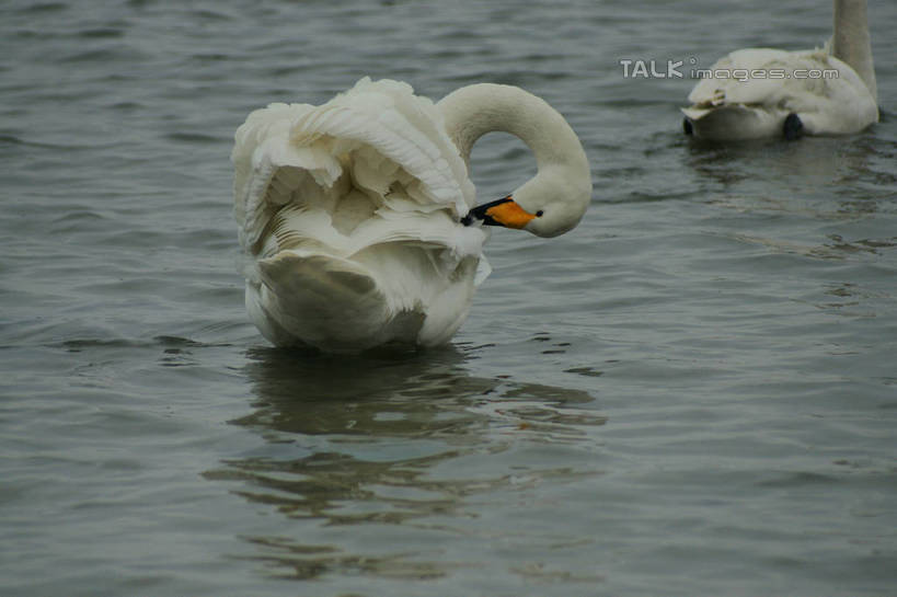 无人,站,横图,室外,白天,旅游,度假,湖,湖泊,美景,沙滩,水,鸟,野生动物,天鹅,中国,亚洲,咬,阴影,光线,鸟类,沙子,影子,河岸,河滩,湖面,景观,水流,水面,沙地,娱乐,山东,背面,倒影,阳光,自然,动物,湖水,低头,站着,两只,享受,休闲,景色,放松,可爱,游动,波光粼粼,啄,咬着,倒映,自然风光,梳理,东亚,山东省,威海,中华人民共和国,华东地区,鲁,垂头,威海市,反照,鹄,站立,彩图,全身,荣成,荣成市,shzyn1