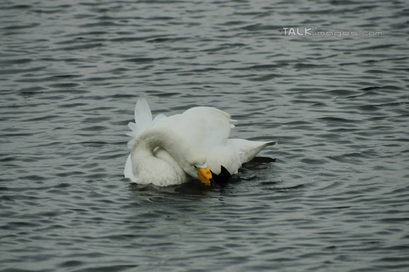无人,站,横图,室外,白天,旅游,度假,湖,湖泊,美景,沙滩,水,鸟,野生动物,天鹅,中国,亚洲,咬,阴影,光线,鸟类,沙子,影子,河岸,河滩,湖面,景观,水流,水面,沙地,娱乐,山东,一只,背面,倒影,阳光,自然,动物,湖水,低头,站着,享受,休闲,景色,放松,可爱,波光粼粼,啄,咬着,倒映,自然风光,梳理,东亚,山东省,威海,中华人民共和国,华东地区,鲁,垂头,威海市,反照,鹄,站立,彩图,全身,荣成,荣成市,shzyn1