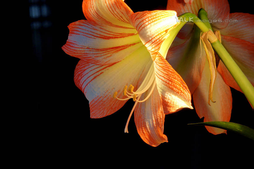 无人,横图,室内,特写,白天,正面,百合花,阴影,黑色背景,盛开,光线,影子,花蕾,花,花瓣,花朵,鲜花,两朵,粉色,黄色,阳光,花苞,花蕊,摄影,影棚,强瞿,百合蒜,倒仙,番韭,山丹,彩图,影棚拍摄,拍摄,shzyn1