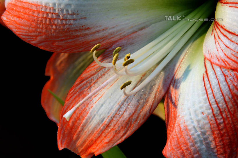 无人,横图,室内,特写,白天,正面,百合花,阴影,黑色背景,盛开,光线,影子,花蕾,花,花瓣,花朵,鲜花,一朵,粉色,黄色,阳光,花苞,花蕊,摄影,影棚,强瞿,百合蒜,倒仙,番韭,山丹,彩图,影棚拍摄,拍摄,shzyn1
