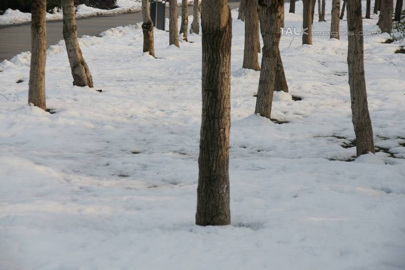 无人,横图,俯视,室外,白天,旅游,度假,美景,树林,雪,植物,大雪,上海,中国,亚洲,一排,阴影,整齐,并列,并排,光线,影子,积雪,景观,雪景,冬季,冬天,树桩,娱乐,树,树干,树木,排列,绿色,阳光,自然,享受,休闲,木桩,景色,放松,寒冷,生长,成长,申,队列,自然风光,平行,东亚,松江区,上海市,中华人民共和国,沪,华东地区,严寒,彩图,高角度拍摄,shzyn1