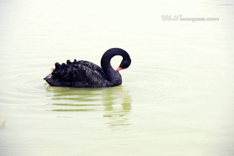 游泳,无人,横图,俯视,室外,白天,旅游,度假,河流,美景,水,鸟,野生动物,天鹅,上海,中国,亚洲,波纹,鸟类,河水,景观,水流,涟漪,注视,娱乐,一只,倒影,水纹,自然,动物,波浪,观察,看,享受,休闲,景色,放松,可爱,奉贤区,观看,申,察看,倒映,关注,自然风光,东亚,上海市,中华人民共和国,沪,华东地区,水晕,泅水,反照,拍浮,鹄,彩图,高角度拍摄,全身,shzyn1