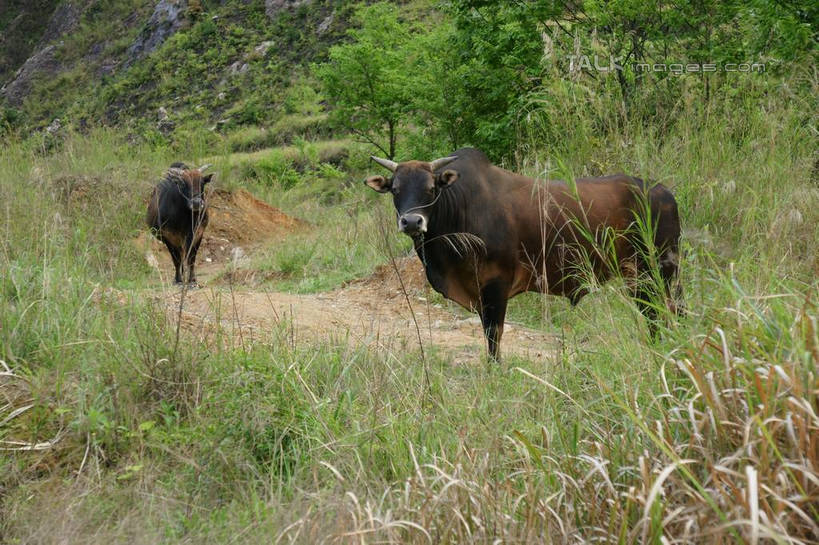 无人,站,横图,室外,白天,正面,旅游,度假,草地,草坪,美景,森林,树林,植物,道路,路,牛,中国,亚洲,景观,小路,交通,注视,娱乐,浙江,草,树,树木,浙江省,绿色,自然,动物,观察,看,站着,两只,享受,休闲,家畜,景色,放松,牲畜,生长,成长,观看,察看,关注,自然风光,东亚,永嘉,中华人民共和国,华东地区,浙,茗岙,温州,温州市,站立,彩图,全身,茗岙乡,永嘉县,shzyn1