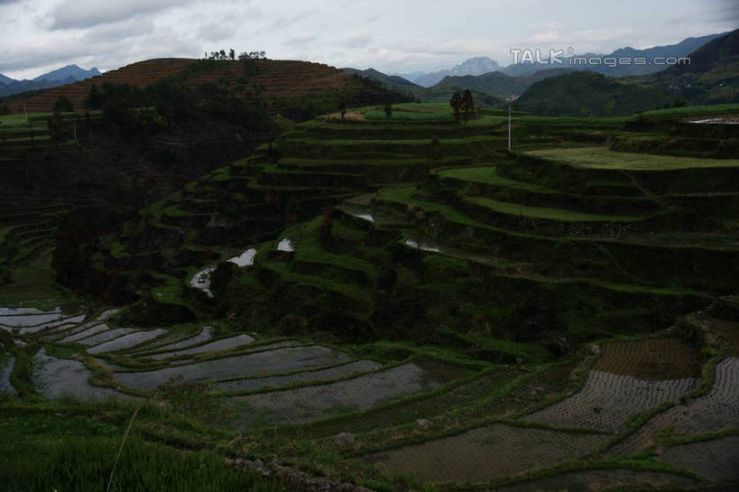 无人,农田,横图,俯视,室外,白天,旅游,度假,农业,庄稼,梯田,农作物,草地,草坪,美景,山,山脉,植物,中国,亚洲,曲折,弯曲,稻田,景观,山峰,山峦,娱乐,浙江,草,树,树木,浙江省,绿色,天空,自然,群山,天,享受,休闲,景色,放松,蜿蜒,生长,成长,自然风光,东亚,永嘉,中华人民共和国,华东地区,浙,茗岙,温州,温州市,彩图,高角度拍摄,耕地,庄稼田,茗岙乡,永嘉县,shzyn1