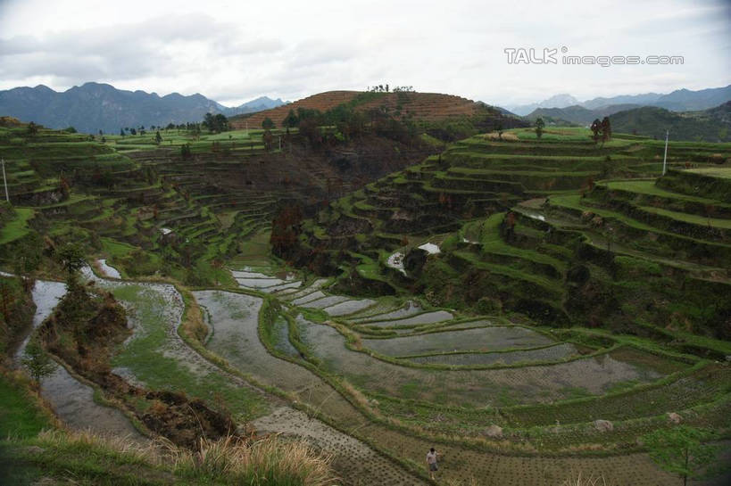 无人,农田,横图,俯视,室外,白天,旅游,度假,农业,庄稼,梯田,农作物,草地,草坪,美景,山,山脉,植物,中国,亚洲,曲折,弯曲,稻田,景观,山峰,山峦,娱乐,浙江,草,树,树木,浙江省,绿色,天空,自然,群山,天,享受,休闲,景色,放松,蜿蜒,生长,成长,自然风光,东亚,永嘉,中华人民共和国,华东地区,浙,茗岙,温州,温州市,彩图,高角度拍摄,耕地,庄稼田,茗岙乡,永嘉县,shzyn1