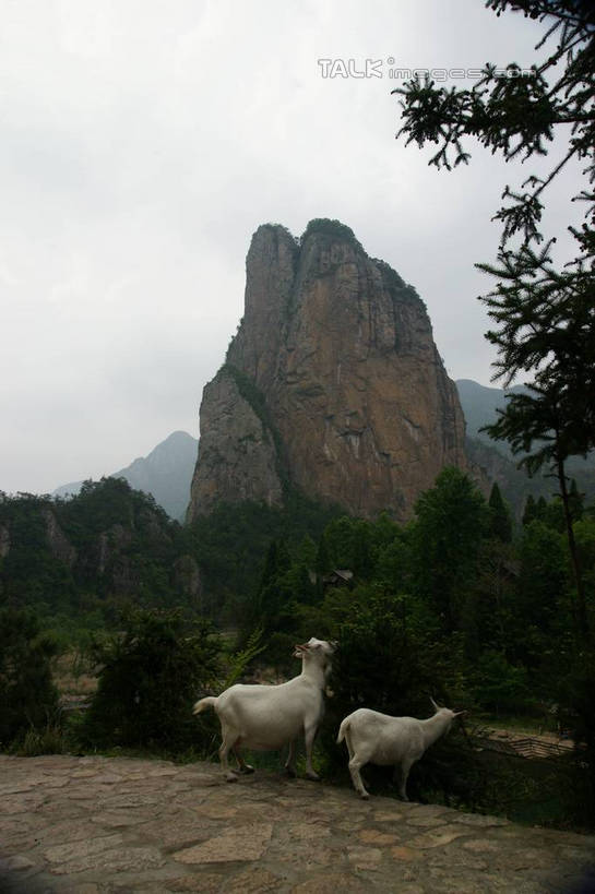 无人,站,竖图,室外,白天,正面,旅游,度假,石头,美景,山,山脉,植物,羊,楠溪江,中国,亚洲,石子,景观,山峰,山峦,娱乐,浙江,树,树木,浙江省,绿色,天空,自然,动物,群山,天,站着,两只,享受,休闲,家畜,景色,放松,牲畜,生长,成长,自然风光,东亚,永嘉,中华人民共和国,华东地区,浙,温州,温州市,石块,岩石,绵羊,站立,彩图,全身,永嘉县,shzyn1