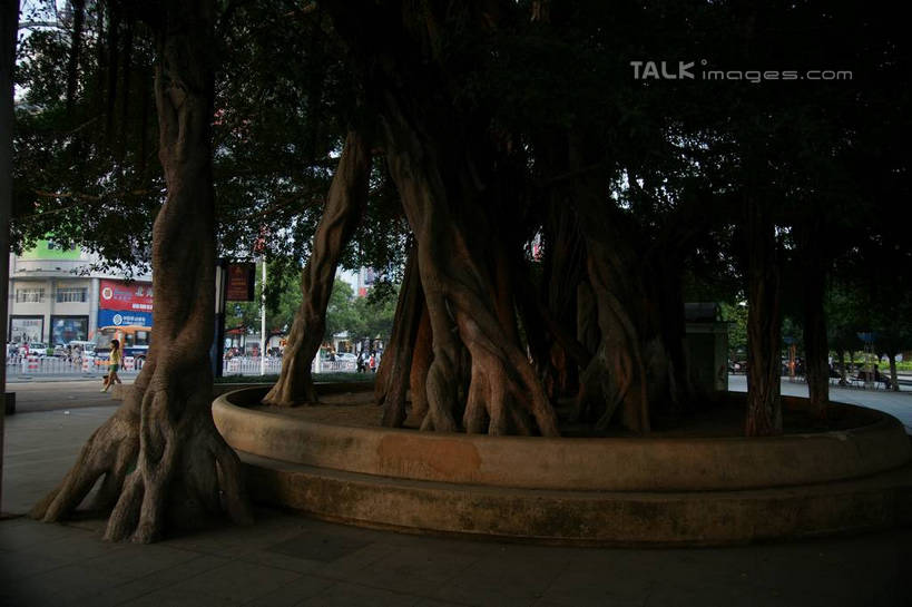 横图,室外,白天,正面,度假,美景,树林,植物,城市风光,城市,道路,路,中国,亚洲,景观,小路,树桩,交通,娱乐,树,树干,树木,绿色,自然,享受,休闲,木桩,景色,放松,生长,成长,广西,东亚,北海,广西壮族自治区,中华人民共和国,桂,华南地区,北海市,彩图,shzyn1