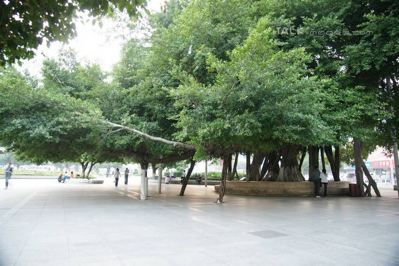 横图,室外,白天,正面,度假,美景,树林,植物,城市风光,城市,道路,路,中国,亚洲,景观,小路,树桩,交通,娱乐,树,树干,树木,绿色,自然,享受,休闲,木桩,景色,放松,生长,成长,广西,东亚,北海,广西壮族自治区,中华人民共和国,桂,华南地区,北海市,彩图,shzyn1