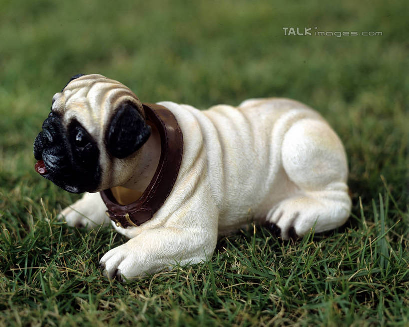 无人,横图,室外,特写,白天,正面,草地,草坪,植物,宠物,狗,雕塑,阴影,朦胧,模糊,艺术,装饰,光线,雕刻,雕像,影子,沙皮狗,注视,草,一只,绿色,白色,阳光,动物,工艺品,观察,看,趴着,可爱,观看,纪念,美术,察看,关注,主题,陈列,忠诚,功能,美学,沙皮,沙皮犬,犬,趴,彩图,全身,szzm1