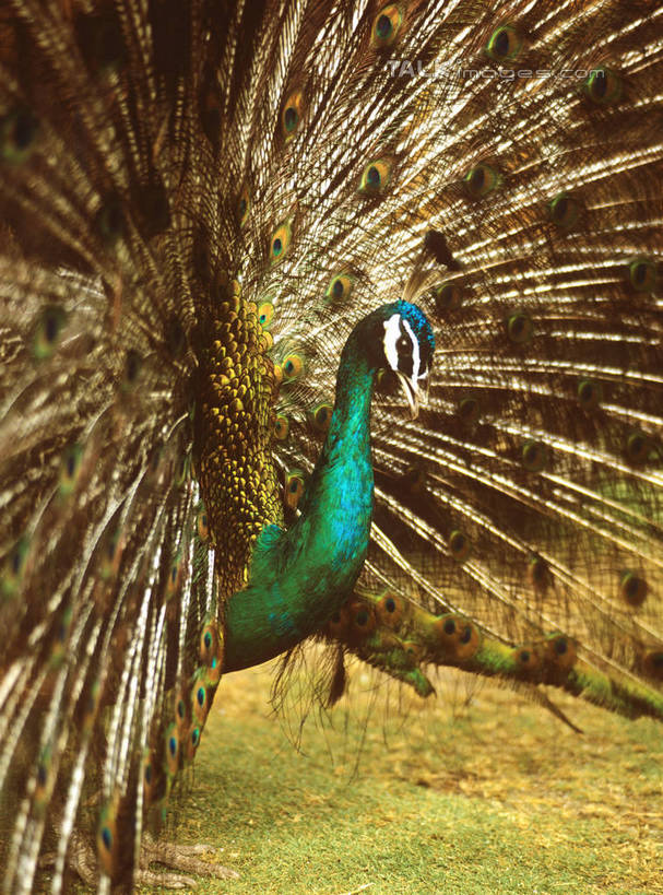 无人,站,竖图,室外,白天,正面,旅游,度假,草地,草坪,美景,植物,孔雀,鸟,野生动物,阴影,鲜艳,光线,鸟类,影子,景观,美丽,注视,漂亮,娱乐,草,一只,绿色,阳光,自然,动物,观察,看,站着,享受,休闲,景色,放松,可爱,活泼,观看,保护,吉祥,察看,优美,关注,自然风光,华贵,善良,防御,艳丽,孔雀开屏,越鸟,百鸟之王,示威,斑斓,瑰丽,娇艳,锦绣,奇丽,求偶,站立,半身,彩图,szzm1