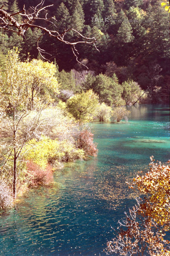 无人,竖图,室外,白天,正面,旅游,度假,河流,美景,山,山脉,树林,水,植物,九寨沟,中国,亚洲,阴影,盛开,光线,影子,河水,景观,山峰,水流,山峦,花蕾,娱乐,花,花瓣,花朵,鲜花,树,树木,绿色,阳光,自然,群山,花苞,花蕊,享受,休闲,景色,放松,四川省,生长,成长,自然风光,东亚,四川,阿坝,中华人民共和国,西南地区,阿坝藏族羌族自治州,阿坝州,川,九寨沟县,九寨沟风景名胜区,漳扎镇,彩图,九寨沟风景区,四川九寨沟风景名胜区,szzm1