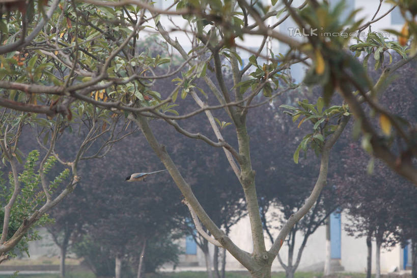 无人,横图,室外,特写,白天,仰视,旅游,度假,草地,草坪,美景,植物,鸟,许多,飞翔,阴影,朦胧,模糊,缠绕,电力,飞行,光线,鸟类,电线,电线杆,线,影子,景观,枝条,电能,翱翔,线路,娱乐,飞,草,树,树木,树枝,一只,绿色,天空,阳光,自然,天,享受,休闲,景色,放松,电,电源,自然风光,能量,纠缠,虬枝,枝杈,彩图,低角度拍摄,全身,tascy1