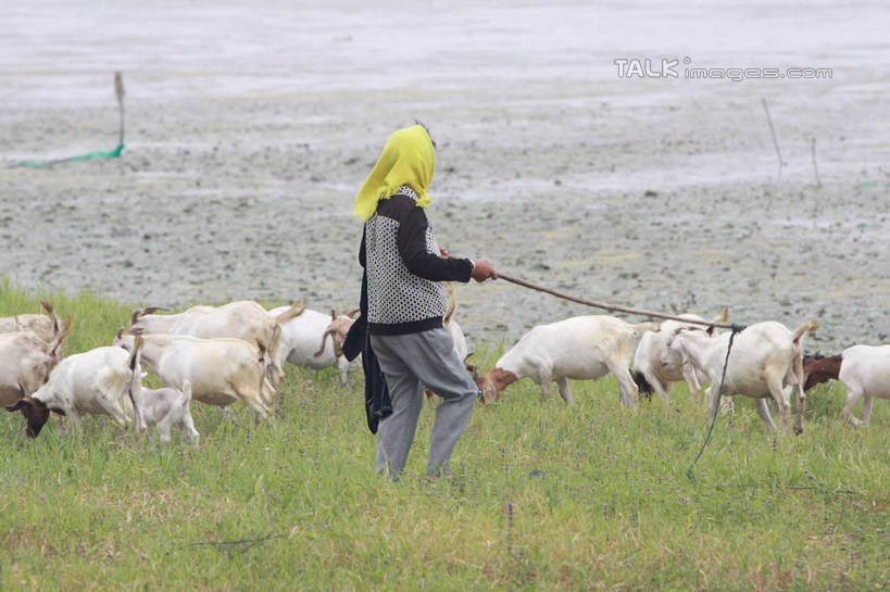 东方人,一个人,站,横图,室外,白天,侧面,畜牧业,草地,草坪,河流,水,植物,羊,亚洲,仅一个男性,仅一个人,仅一个中年男性,许多,放牧,阴影,服装,光线,头巾,影子,河水,水流,牧民,休闲装,黄种人,草,衣服,黄色,绿色,白色,阳光,动物,站着,休闲,休闲服,家畜,服饰,牲畜,波光粼粼,缰绳,鞭子,畜牧,牧业,男人,男性,中年男性,亚洲人,绵羊,站立,彩图,全身,tascy1