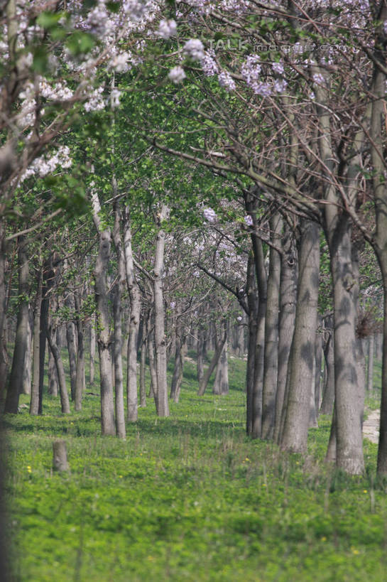 无人,竖图,室外,白天,正面,旅游,度假,草地,草坪,美景,树林,植物,许多,阴影,盛开,光线,影子,景观,花蕾,娱乐,草,花,花瓣,花朵,鲜花,树,树木,粉色,绿色,阳光,自然,花苞,花蕊,享受,休闲,景色,放松,生长,成长,自然风光,彩图,tascy1