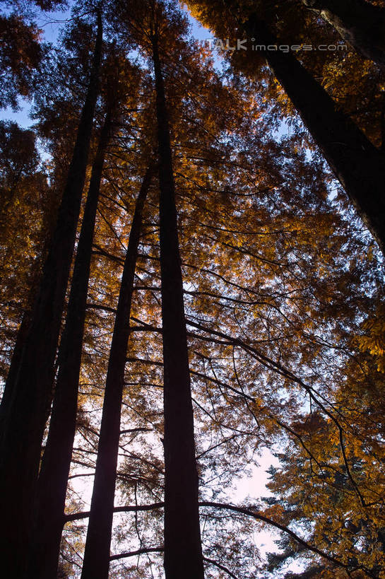 无人,竖图,室外,白天,仰视,旅游,度假,美景,树林,植物,阴影,光线,影子,景观,娱乐,树,树木,蓝色,绿色,蓝天,天空,阳光,自然,天,享受,休闲,景色,放松,生长,晴朗,成长,自然风光,万里无云,水杉,晴空,晴空万里,彩图,低角度拍摄,yzdzj1