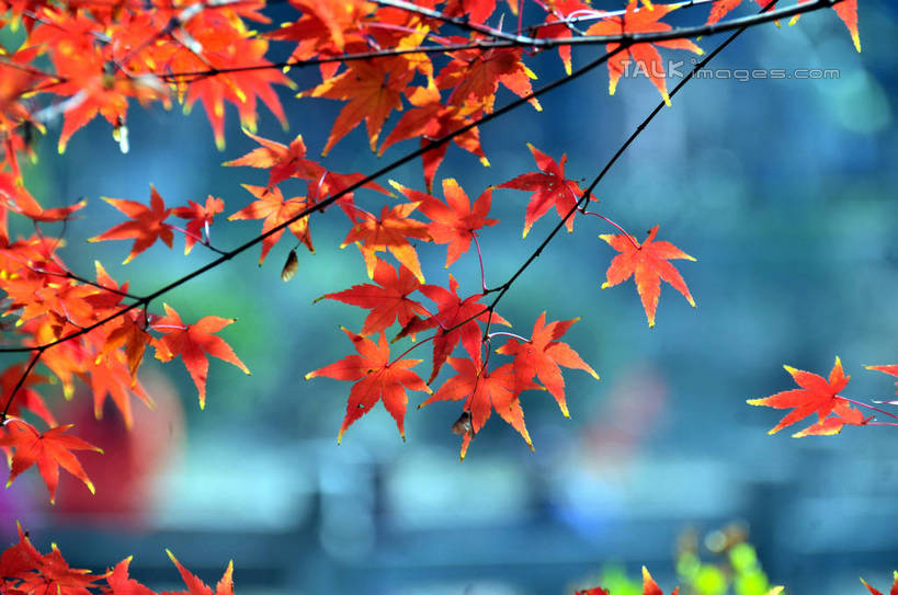 无人,横图,室外,特写,白天,仰视,旅游,度假,美景,秋季,植物,枫树,叶子,南京,中国,亚洲,阴影,朦胧,模糊,光线,影子,景观,枫叶,枯叶,落叶,枝条,娱乐,江苏,树,树木,树枝,黄色,红色,阳光,自然,享受,休闲,景色,放松,生长,成长,枫树叶,自然风光,东亚,江苏省,南京市,中华人民共和国,华东地区,苏,省会,虬枝,枝杈,栖霞山,石头城,叶,叶片,秋,秋天,彩图,低角度拍摄,yzdzj1