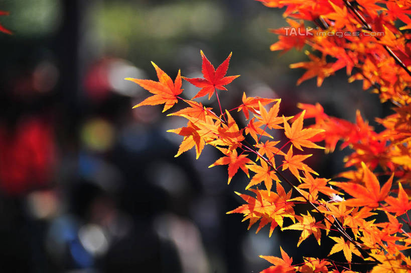 无人,横图,室外,特写,白天,正面,旅游,度假,美景,秋季,植物,枫树,叶子,南京,中国,亚洲,阴影,朦胧,模糊,光线,影子,景观,枫叶,枯叶,落叶,枝条,娱乐,江苏,树,树木,树枝,黄色,红色,阳光,自然,享受,休闲,景色,放松,生长,成长,枫树叶,自然风光,东亚,江苏省,南京市,中华人民共和国,华东地区,苏,省会,虬枝,枝杈,栖霞山,石头城,叶,叶片,秋,秋天,彩图,yzdzj1