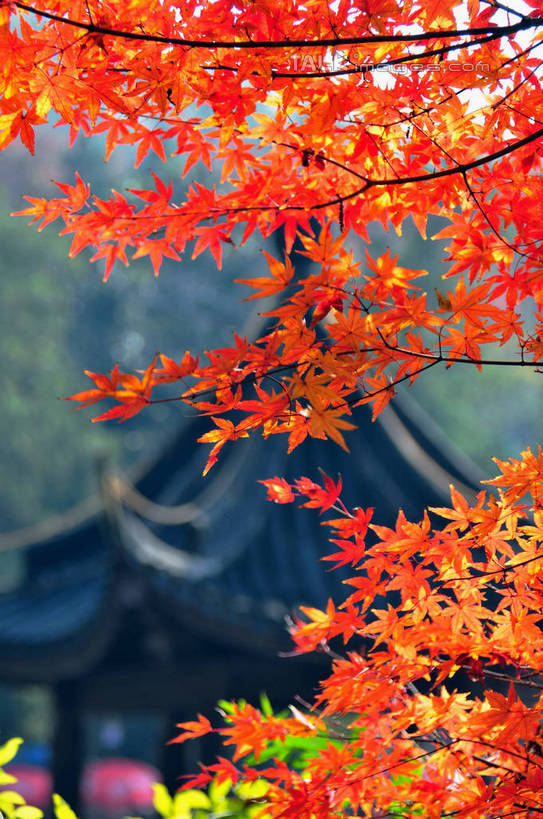 无人,竖图,室外,特写,白天,正面,旅游,度假,美景,秋季,植物,枫树,叶子,南京,中国,亚洲,阴影,朦胧,模糊,光线,瓦片,影子,亭子,屋顶,屋檐,景观,尖顶,枫叶,枯叶,落叶,枝条,顶棚,娱乐,江苏,檐,树,树木,树枝,黄色,红色,阳光,自然,享受,休闲,景色,放松,生长,成长,枫树叶,自然风光,东亚,江苏省,南京市,中华人民共和国,华东地区,苏,省会,虬枝,枝杈,栖霞山,石头城,叶,叶片,秋,秋天,彩图,yzdzj1