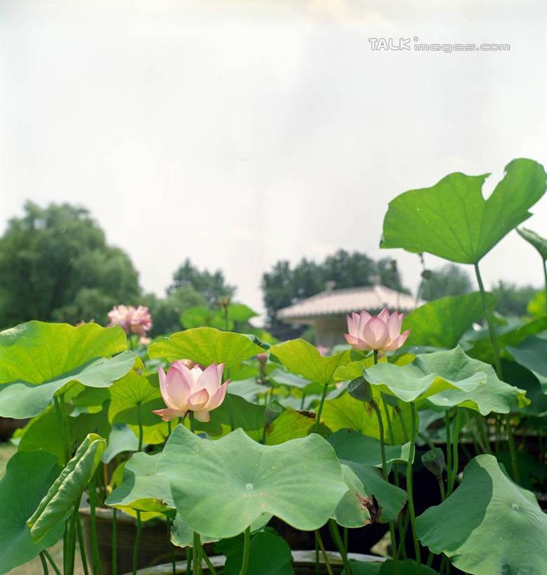 无人,竖图,室外,白天,正面,旅游,度假,湖,湖泊,美景,水,植物,莲花,叶子,中国,亚洲,许多,阴影,盛开,光线,影子,湖面,景观,水流,水面,荷叶,绿叶,粉红,花蕾,娱乐,江苏,苏州,花,花瓣,花朵,鲜花,树,树木,古镇,粉色,蓝色,绿色,蓝天,天空,阳光,自然,湖水,天,花苞,花蕊,享受,休闲,嫩叶,景色,放松,水乡,生长,成长,自然风光,东亚,江苏省,苏州市,中华人民共和国,华东地区,苏,甪直,甪直古镇,桥都,神州水乡第一镇,荷花,叶,叶片,彩图,yzdzj1