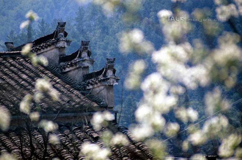 无人,家,横图,室外,白天,正面,旅游,度假,美景,山,植物,中国,亚洲,许多,阴影,朦胧,模糊,光线,瓦片,影子,房屋,屋檐,屋子,景观,山峰,山峦,娱乐,江苏,苏州,檐,民居,住宅,树,树木,古镇,绿色,阳光,自然,享受,休闲,景色,放松,水乡,生长,成长,自然风光,东亚,江苏省,马头墙,苏州市,中华人民共和国,华东地区,苏,甪直,甪直古镇,桥都,神州水乡第一镇,彩图,房子,yzdzj1