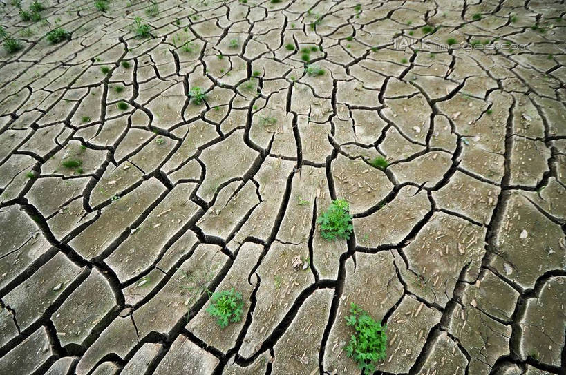 无人,农田,横图,俯视,室外,白天,庄稼,植物,许多,网状,龟裂,草,排列,绿色,裂纹,干涸,沟壑,彩图,高角度拍摄,耕地,庄稼田,yzdzj1