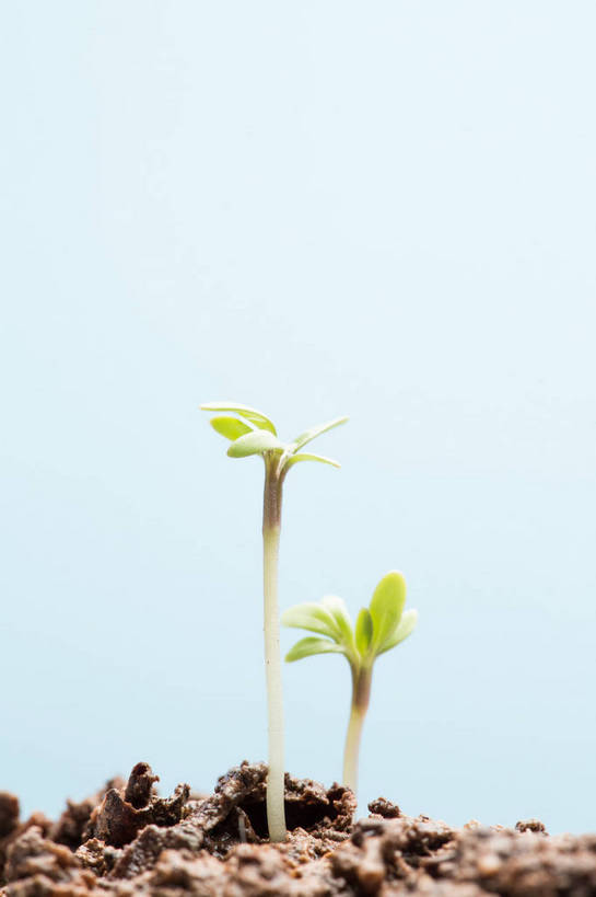 无人,竖图,室内,特写,白天,正面,叶子,蓝色背景,生气,泥土,土壤,绿叶,幼苗,嫩芽,嫩叶,活力,摄影,朝气,影棚,生机,希望,秧苗,新苗,叶,叶片,彩图,影棚拍摄,拍摄