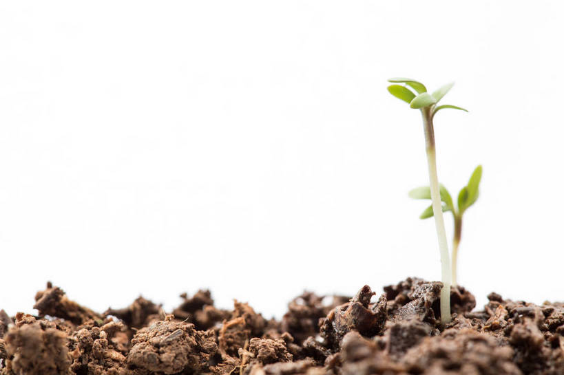 无人,横图,室内,特写,白天,白色背景,正面,叶子,生气,泥土,土壤,绿叶,幼苗,嫩芽,嫩叶,活力,摄影,朝气,影棚,生机,希望,一株,新苗,叶,叶片,彩图,影棚拍摄,拍摄