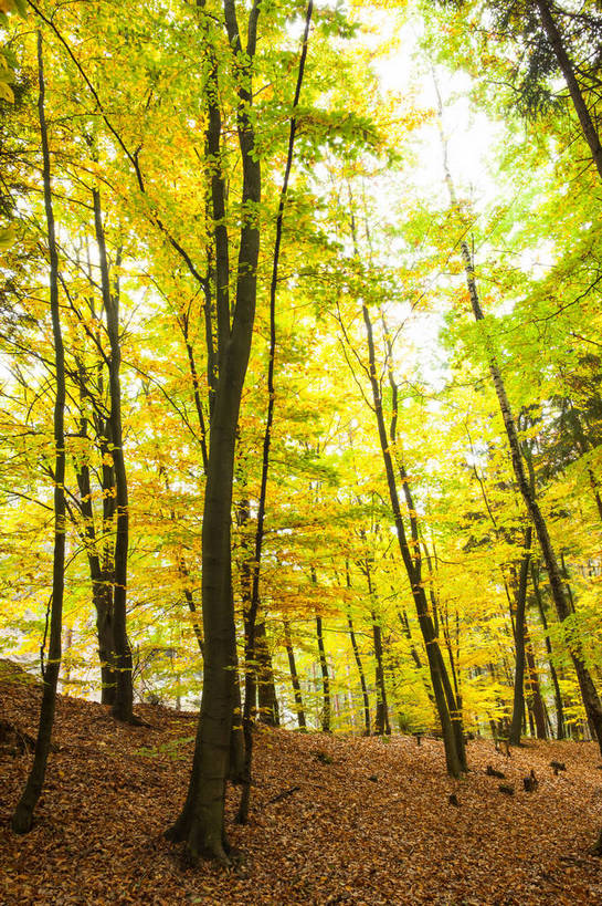 无人,竖图,室外,白天,仰视,安全,美景,树林,植物,叶子,许多,阴影,平静,光线,影子,景观,枯叶,落叶,很多,树,树木,绿色,阳光,自然,景色,生长,成长,宁静,自然风光,和平,安详,太平,安适,安好,宁靖,叶,叶片,彩图,低角度拍摄