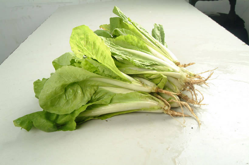 无人,横图,俯视,室内,特写,白天,餐桌,桌子,蔬菜,叶子,一堆,许多,阴影,堆叠,堆积,新鲜,反射,影子,大白菜,食品,绿叶,很多,白菜,食物,绿色,白色,嫩叶,有机食品,绿色食品,餐台,堆,结球白菜,胶菜,叶,叶片,彩图,高角度拍摄,黄芽白,杭白菜,shjb1