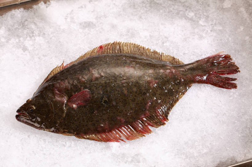海鲜,无人,横图,俯视,室内,特写,白天,一条,阴影,反射,鱼,影子,冰,冰块,冷冻,水产,鱼类,海洋生物,白色,寒冷,冷藏,石斑,石斑鱼,冰冷,水生动物,海产品,水生物,海底动物,保鲜,过鱼,海鸡鱼,红季鱼,会鱼,季鱼,鲙鱼,彩图,高角度拍摄,全身,shjb1,赤点石斑鱼
