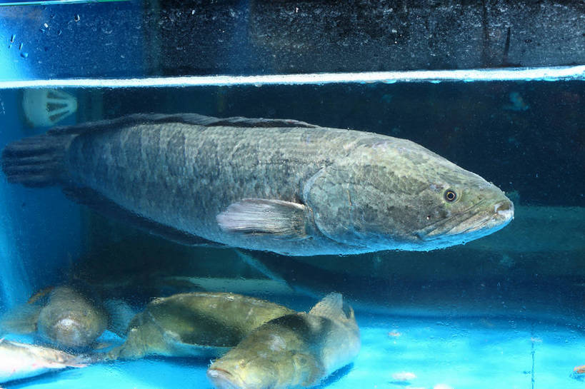 游泳,无人,横图,室内,特写,白天,正面,水,玻璃,许多,鱼,液体,水滴,鱼缸,注视,水产,鱼类,玻璃制品,观察,看,五条,观看,察看,关注,水生动物,水生物,乌鱼,泅水,黑鱼,蛇头鱼,乌鳢,拍浮,半身,彩图,淡水生物,河鲜,shjb1