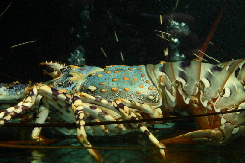 海鲜,龙虾,无人,横图,室内,特写,白天,侧面,水,玻璃,朦胧,模糊,液体,水滴,虾,鱼缸,水产,海洋生物,玻璃制品,一只,水生动物,海产品,水生物,澳洲龙虾,海底动物,澳洲大龙虾,半身,彩图,澳龙,shjb1