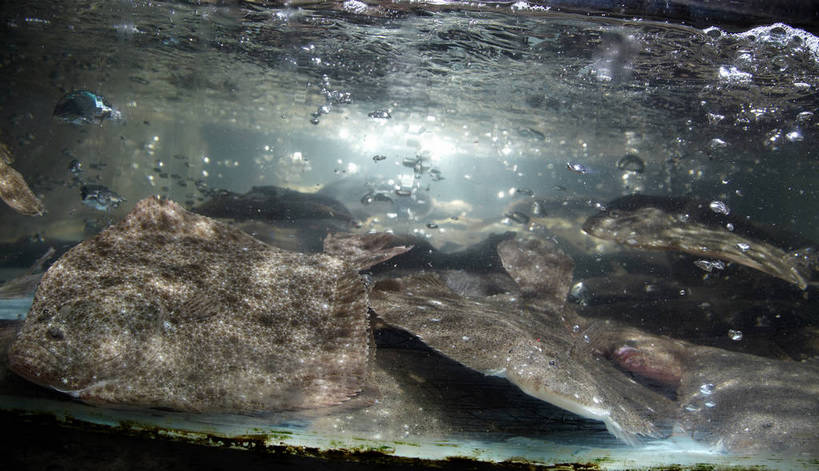 海鲜,无人,餐厅,横图,室内,白天,侧面,水,玻璃,朦胧,模糊,鱼,液体,水滴,鱼缸,注视,水产,鱼类,海洋生物,玻璃制品,泡泡,观察,看,趴着,观看,察看,关注,水生动物,海产品,水生物,海底动物,大菱鲆,瘤棘鲆,趴,半身,彩图,餐馆,饭店,饭馆,多宝鱼,欧洲比目鱼,shjb1