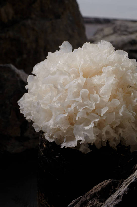 无人,竖图,俯视,室内,特写,白天,石头,餐桌,桌子,蔬菜,新鲜,石子,菌菇,食品,菌类,木耳,食物,一个,黄色,食用菌,有机食品,绿色食品,单个,餐台,白木耳,银耳,真菌,雪耳,白耳,石块,岩石,彩图,高角度拍摄,shjb1