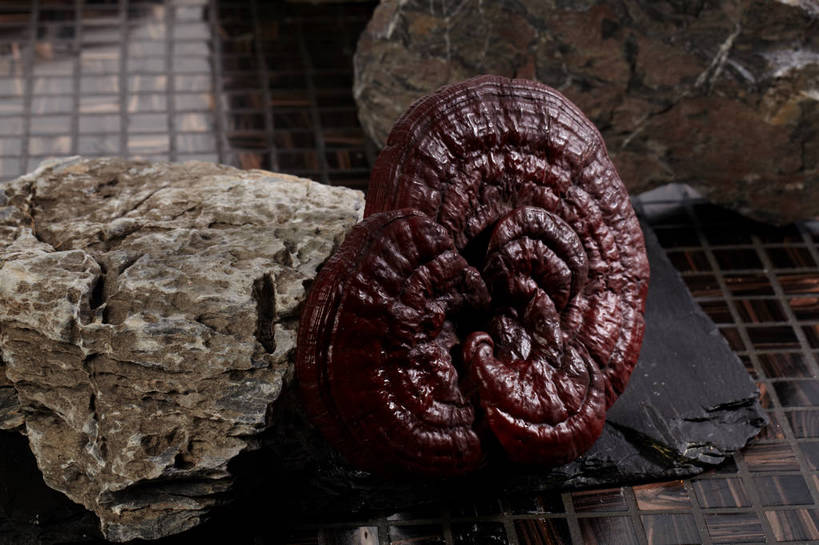 无人,横图,俯视,室内,特写,白天,石头,餐桌,桌子,灵芝,石子,菌菇,褐色,菌类,一个,单个,餐台,真菌,药用菌,石块,岩石,神芝,灵芝草,彩图,高角度拍摄,菌灵芝,shjb1