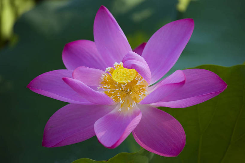 横图,彩色,室外,特写,白天,莲花,池塘,水池,美丽,花,红色,绿色,紫色,摄影,聚焦,美好,绿,彩图,红,bj174