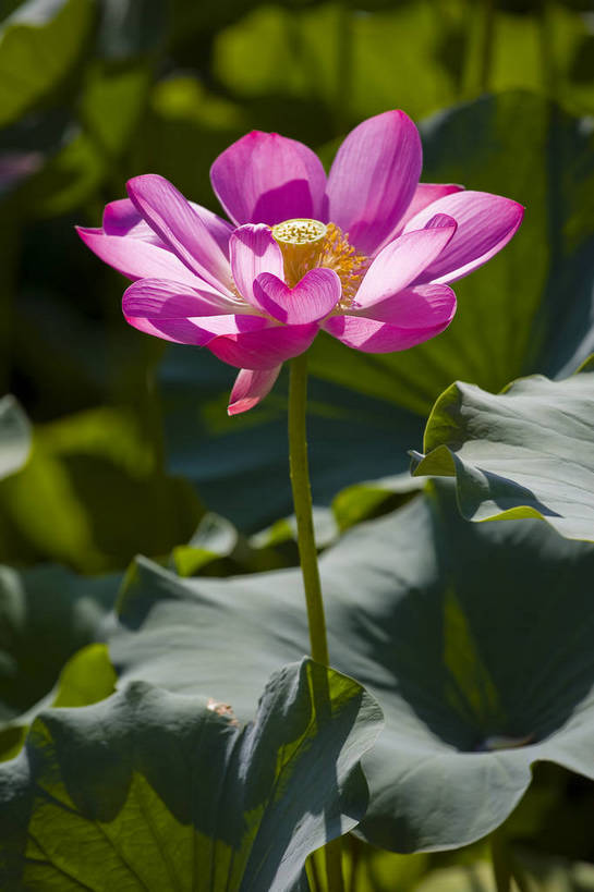 竖图,彩色,室外,特写,白天,莲花,池塘,水池,美丽,花,红色,绿色,紫色,竖,摄影,聚焦,美好,绿,彩图,红,bj174