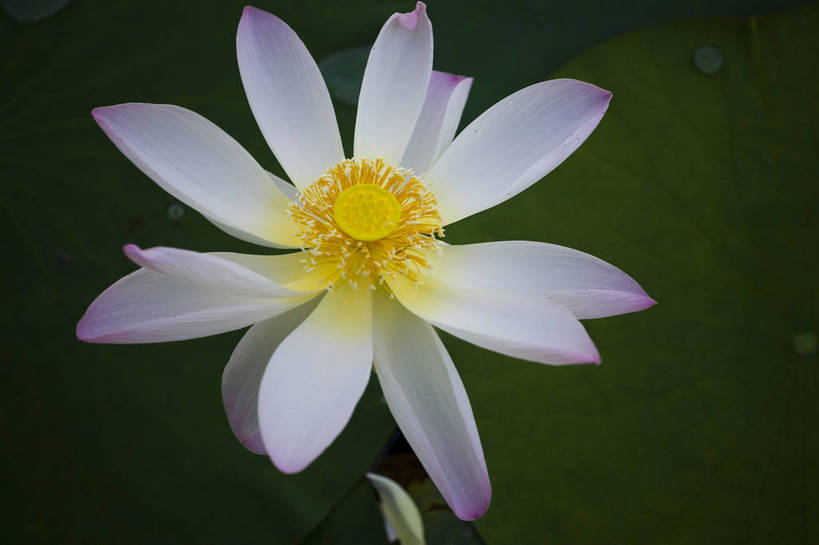 横图,彩色,室外,特写,白天,莲花,池塘,水池,美丽,花,红色,绿色,紫色,摄影,聚焦,美好,绿,彩图,红,bj174