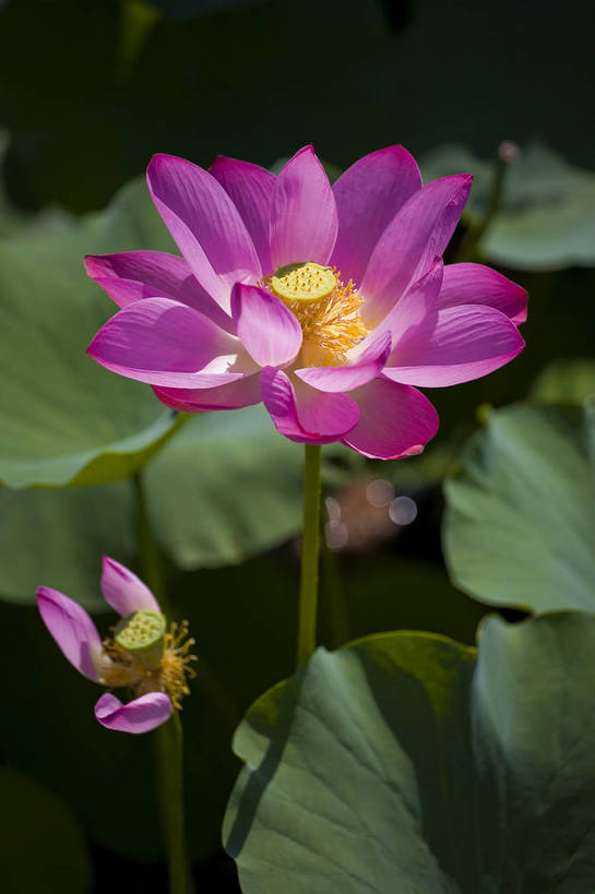 竖图,彩色,室外,特写,白天,莲花,池塘,水池,美丽,花,红色,绿色,紫色,竖,摄影,聚焦,美好,绿,彩图,红,bj174