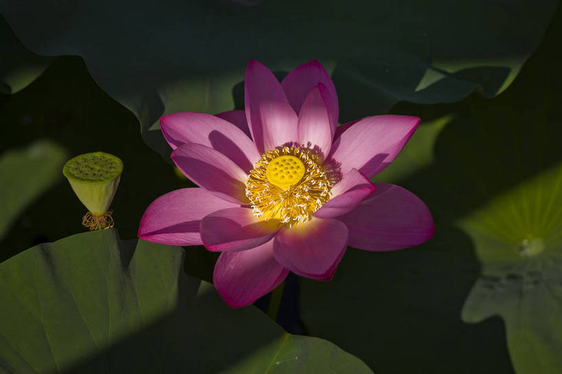 横图,彩色,室外,特写,白天,莲花,池塘,水池,美丽,花,红色,绿色,紫色,摄影,聚焦,美好,绿,彩图,红,bj174