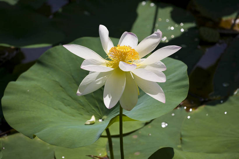 横图,彩色,室外,特写,白天,莲花,池塘,水池,美丽,花,红色,绿色,紫色,摄影,聚焦,美好,绿,彩图,红,bj174