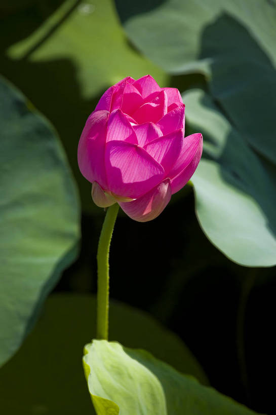 竖图,彩色,室外,特写,白天,莲花,池塘,水池,美丽,花,红色,绿色,紫色,竖,摄影,聚焦,美好,绿,彩图,红,bj174