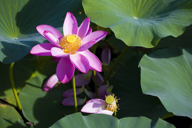 横图,彩色,室外,特写,白天,莲花,池塘,水池,美丽,花,红色,绿色,紫色,摄影,聚焦,美好,绿,彩图,红,bj174