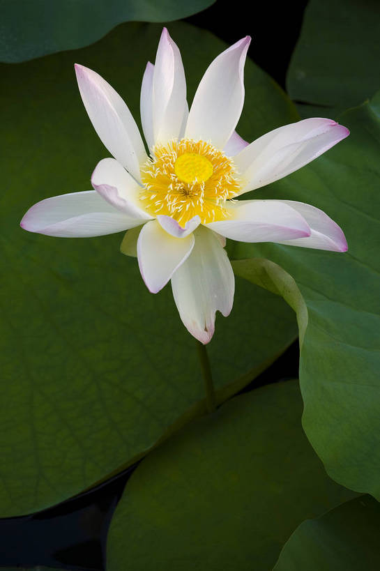 竖图,彩色,室外,特写,白天,莲花,池塘,水池,美丽,花,红色,绿色,紫色,竖,摄影,聚焦,美好,绿,彩图,红,bj174