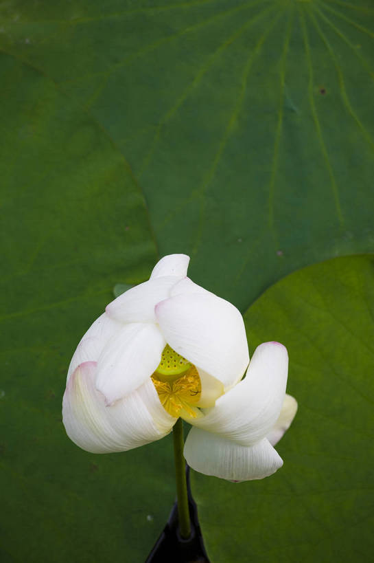 竖图,彩色,室外,特写,白天,莲花,池塘,水池,美丽,花,红色,绿色,紫色,竖,摄影,聚焦,美好,绿,彩图,红,bj174