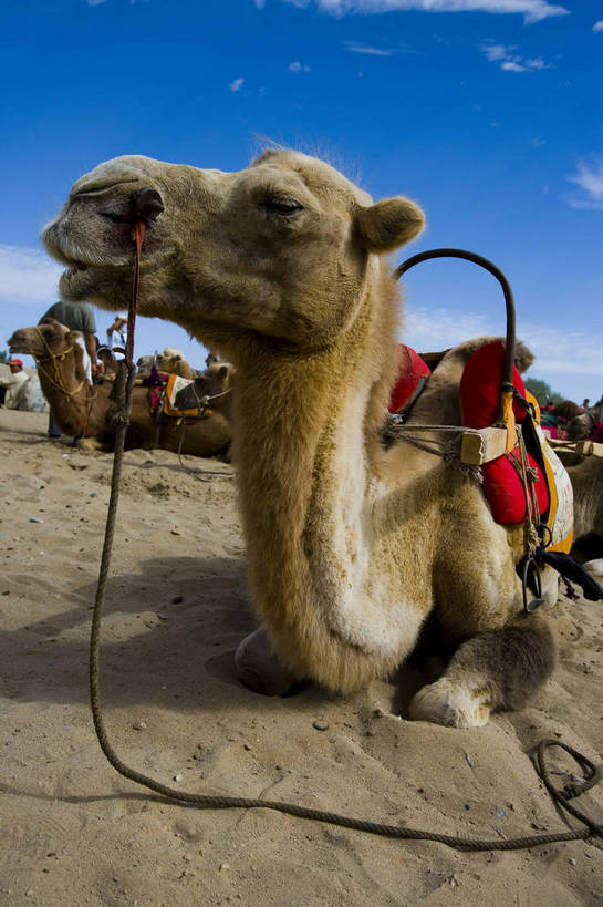 竖图,彩色,美景,沙漠,野生动物,敦煌,中国,亚洲,许多,黄沙,沙子,景观,很多,骆驼,黄色,天空,自然,动物,休息,金色,景色,运输,摄影,地理,绿洲,环境,缰绳,自然风光,东亚,甘肃,甘肃省,沙漠之舟,中华人民共和国,西北地区,甘,酒泉,酒泉市,原驼,苍凉,敦煌鸣沙山,大漠,彩图,鸣沙山,bj174